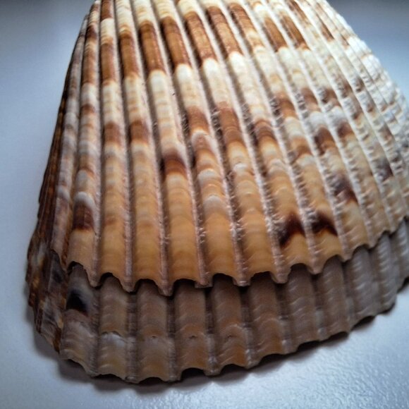 Half Clam Shell Open Trinket Tray 3.5 Inches Ocean Sea Nautical Beach - Picture 5 of 9